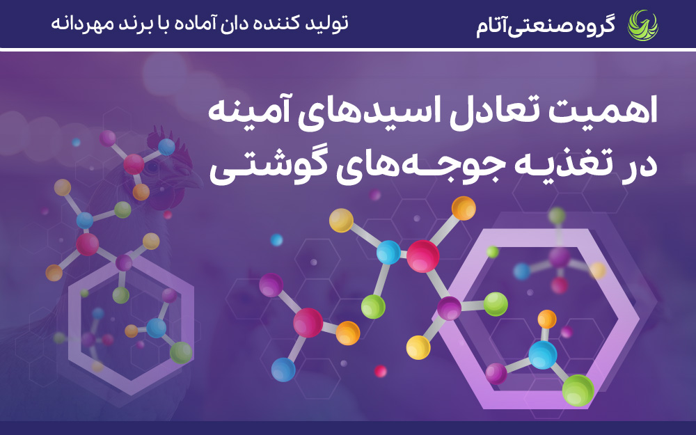 اهمیت تعادل اسیدهای آمینه در تغذیه جوجه گوشتی